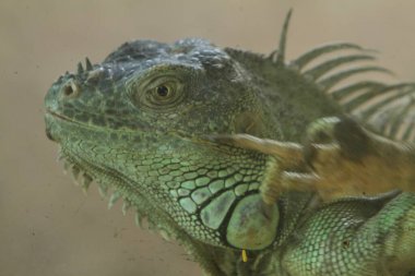 İguana hayvanının yakın görüntüsü