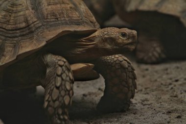 Bulanık bir geçmişi olan güzel bir kaplumbağanın yakın plan çekimi.
