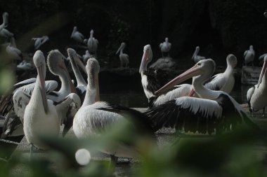 Hayvanat bahçesinde beyaz pelikan