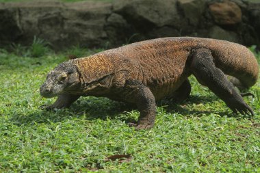 Doğadaki iguana