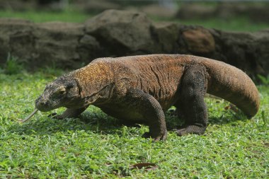Yerdeki büyük iguana