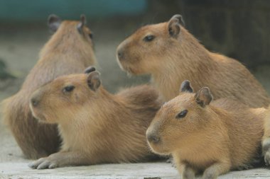 Bir grup şirin domuz.