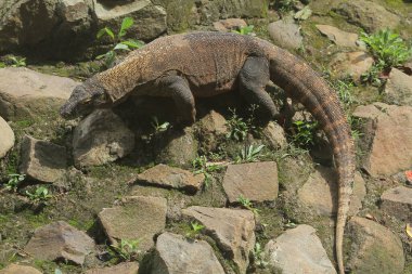 Hayvanat bahçesinde ekvator iguana
