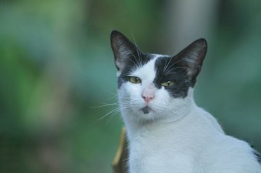 Tayland, Asya 'da Tayland kedisinin portresi