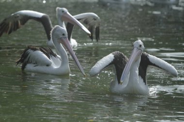 Hayvanat bahçesinde beyaz pelikan