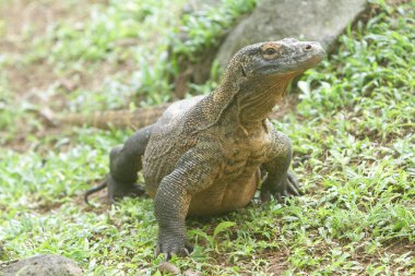 Hayvanat bahçesindeki kertenkelenin yakın çekimi.