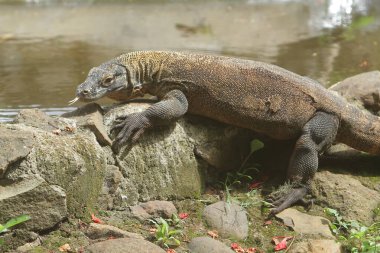 Ormanda bir iguana