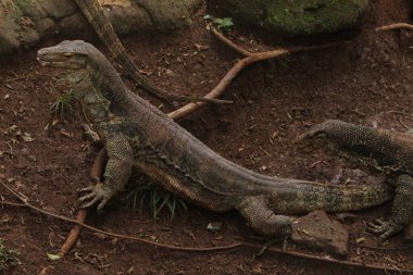 İguana bir Hayvanat Bahçesi