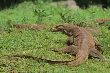 Ormandaki yeşil çimlerin üzerindeki ejderha.