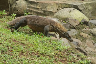 the black - tailed - tailed - varanus ( anus us anus )