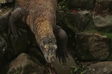 iguana Hayvanat Bahçesi