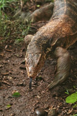 Güzel yeşil bir kertenkelenin kayadaki yakın çekimi.