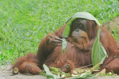 Ahşap bir arka planda orangutan
