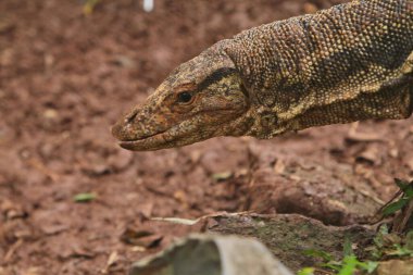 Bir kertenkelenin yakın çekimi.