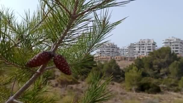 View Brand New Apartment Buildings Pine Branch Cones Foreground — Vídeo de Stock