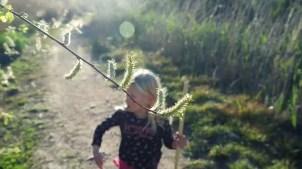 Mała Blondynka Dotyka Kwitnącego Drzewa Idącego Ścieżką Zewnątrz Dziecko Spaceruje — Wideo stockowe