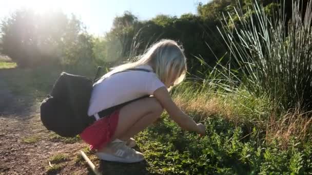 小さな金髪の女の子涙ミントの牧草地に座って葉 小さな黒いバックパックを身に着けている子供は 日没時に新鮮な空気の中で散歩を楽しむ — ストック動画