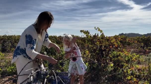 Młoda Kobieta Dziewczyna Zbierające Winogrona Wśród Winnic Pełnych Dojrzałych Winogron — Wideo stockowe