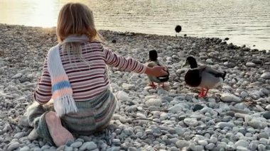 Sarışın çocuk gün batımında göl ya da nehir kenarındaki çakıl taşlı bir sahilde ördek besliyor. Arkadan görüntüle