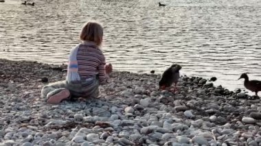 Sarışın çocuk gün batımında göl ya da nehir kenarındaki çakıl taşlı bir sahilde ördek besliyor. Geniş açı