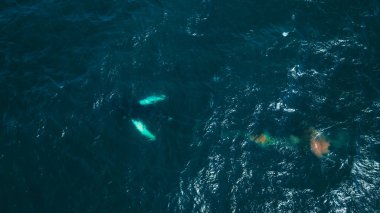 Derin mavi okyanus yüzeyinin altında beyaz yüzgeçli iki balina görülebilir. Hava perspektifi hareketlerini ve dalgalanan suları vurgular..