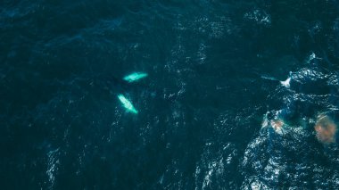 İki balina dalgalı mavi suların altında yüzer, hafif yüzgeçleri görünür. Okyanus yüzeyinde dalgalar, köpük ve İzlanda 'da balina aktivitesi izleri var..