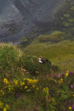 Sarı ve mor kır çiçekleriyle çevrili çimenli bir uçuruma tünemiş bir martı. Arka plan volkanik kum ve İzlanda 'daki zayıf lastik izlerini gösteriyor..