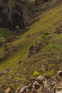 Bir martı yeşil çimenlerin, kır çiçeklerinin ve dağınık kayaların arasında bir kayanın üzerinde oturur. Dik kayalıklar ve derin bir kanyon dramatik İzlanda arka planını oluşturur..