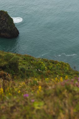 İzlanda 'da martıları, kır çiçekleri ve canlı yeşillikleri olan çimenli bir sahil kayalığı. Sakin mavi okyanus ve kayalık çıkıntı arka planda görülebilir..