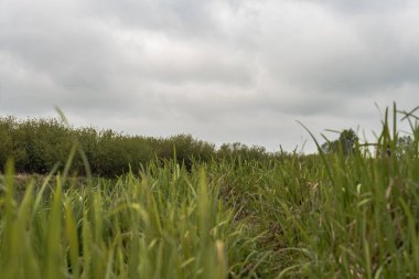 Uzun yeşil çimenlerin, sık ağaçların oluşturduğu bir çizgi ve bulutlu, bulutlu gökyüzünün doğal bir ortamda yer aldığı Belarus kırsalında huzurlu bir manzara..