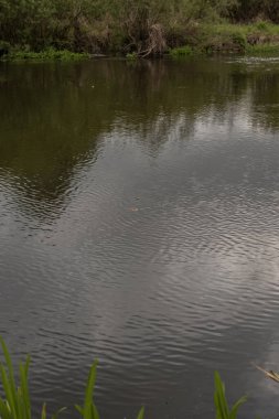 Dalgalı yansıtıcı bir su, sarkan ağaçlar ve bir balıkçı teknesi. Büyük ihtimalle Belarus 'ta kırsal kesim çimen ve sazlıklar çerçevelidir..