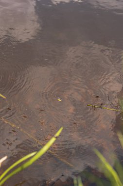 Sığ bir su kütlesi su altında görünen bitki örtüsüyle gökyüzünü ve bulutları yansıtır. Yeşil sazlıklar ve çimenler kırsal Belarus ortamında kenarları çerçeveliyor.