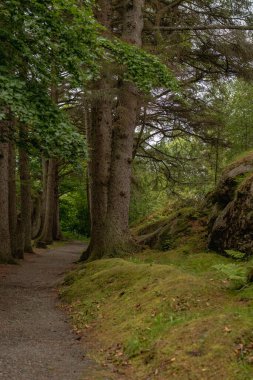 Norveç 'te uzun ağaçlar, yoğun yapraklar ve yosun kaplı topraklarla çevrili dolambaçlı bir orman yolu. Kayalık çıkıntı huzur sahnesine doku ekler.