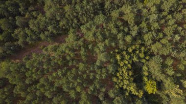 Polonya 'nın Nowy Lubiel kenti yakınlarındaki yeşil bir ormanın insansız hava aracı perspektifi, gündüz ve yumuşak gölgeler altında çapraz açıklığı olan dokulu bir tepe örtüsünü gösteriyor..
