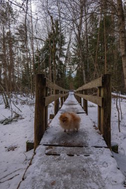 Kırsal ahşap bir yaya köprüsü karla kaplı uzun yapraksız ağaçlardan ve çam ağaçlarından oluşan karlı bir orman boyunca uzanır ve ortasında turuncu bir köpek durur..