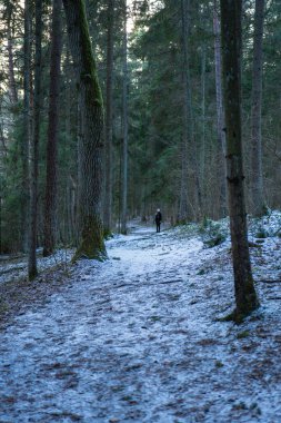 Dar bir patika, yosun kaplı ağaçlar ve karla kaplı bir ormanın içinden esiyor. Yalnız bir figür yürüyor, sakin sahneye ölçek ekliyor..