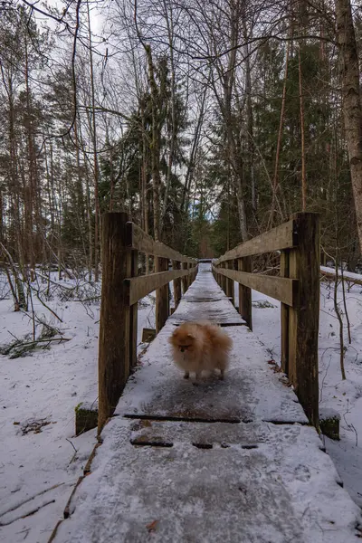 Kırsal ahşap bir yaya köprüsü karla kaplı uzun yapraksız ağaçlardan ve çam ağaçlarından oluşan karlı bir orman boyunca uzanır ve ortasında turuncu bir köpek durur..