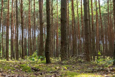 Polonya, Nowy Lubiel 'de uzun, düz çam ağaçları, yosun kaplı zemin, dağınık yeşillik, ve güneş ışığı gölgelikten süzülen ışık.