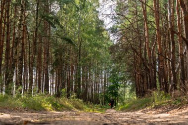 Polonya 'nın Nowy Lubiel şehrinde yemyeşil çimenler ve çalılıklarla çevrili sakin bir orman yolu. Uzun huş ağaçları ve çam ağaçları tepemizde yükseliyor, güneş ışığı içinden süzülüyor..