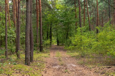 Polonya 'nın Nowy Lubiel kentindeki bir ormanda uzun çam ağaçları, yeşil bitki örtüsü, dağınık çam kozalakları ve yosun parçalarıyla çevrili toprak bir patika..