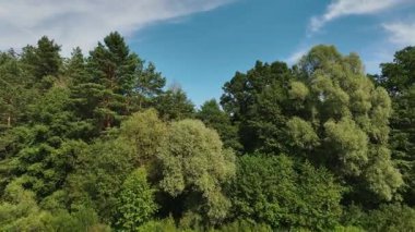 İnsansız hava aracı, Belarus 'un sakin ormanlarında ağaçların yoğun tepe örtülerini, açıklıkları ve yaprakların arasından süzülen güneş ışığını görüntüler..