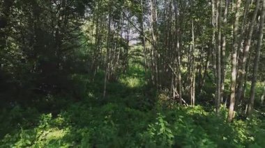 İnsansız hava aracı Belarus 'taki yemyeşil bir ormanda, sık bitki örtüsünü, uzun ağaçları ve güneş ışığını yakalayarak çalılıklara ışık tutuyor..