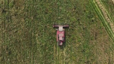 Beyaz Rusya 'da yemyeşil bir tarlada ilerleyen, ekinleri kesen ve düzgün sıralarda bitki örtüsü bırakan kırmızı bir tarım biçicisinin kuş bakışı görüntüsü.