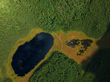 Litvanya 'daki yemyeşil bir ormanın havadan görünüşü. Karanlık oval bir göl, daha küçük bir su kütlesi ve bitki örtüsünün içinden geçen dar bir yol..