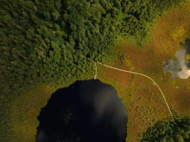 Litvanya ormanının sakin hava manzarası, karanlık yansıtıcı su, ve ahşap köprüsü olan altın kahverengi bataklık..