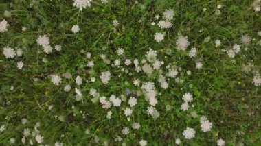 Beyaz kır çiçekleri ve rüzgarda sallanan yeşil çimlerle kaplı bir çayırın hava manzarası sakin bir kırsal alanda yemyeşil bir bitki örtüsü sergiliyor..