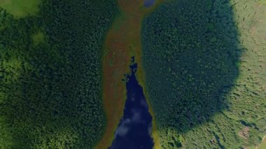 Litvanya 'daki Verkiai Bölgesel Parkı' nda yoğun yeşil ormanlarla çevrili küçük bir göl manzarası. Dar bir patika göl kenarına çıkar..