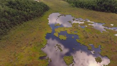 Verkiai Bölgesel Parkı 'ndaki sık ormanlar ve bataklıklarla çevrili sakin bir göl manzarası bulutlu gökyüzünün altında düzgün kamera hareketleriyle.