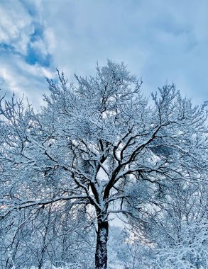 Kış ağacı. Kış manzarası.