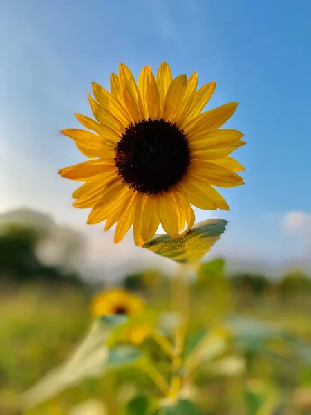 Piękny Słonecznik Polu — Zdjęcie stockowe